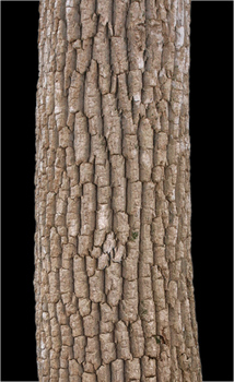 Cottonwood bark