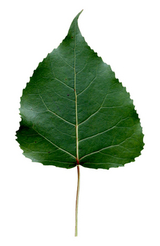 Cottonwood leaf