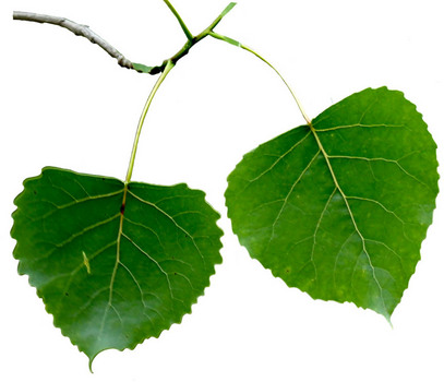 Cottonwood leaves