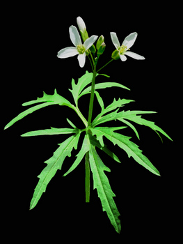 Cutleaf toothwort flowers