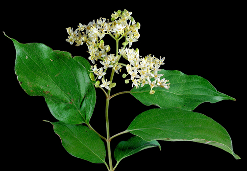 Leaves and flowers