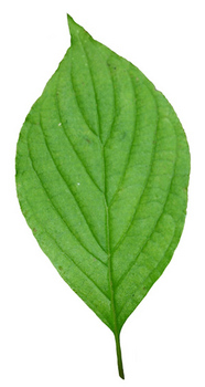 Dogwood leaf