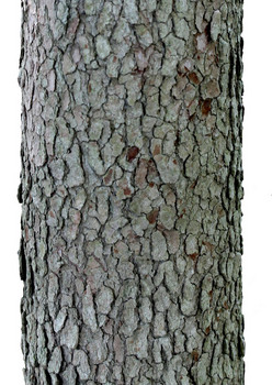 Dogwood bark