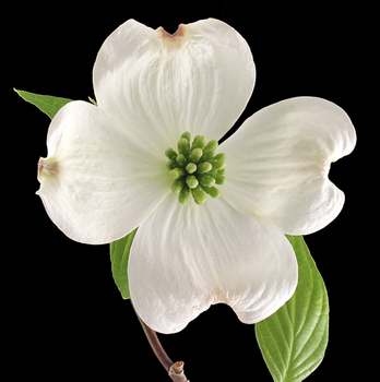 Dogwood flower