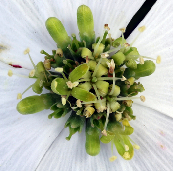 Close-up view of dogwood flowers