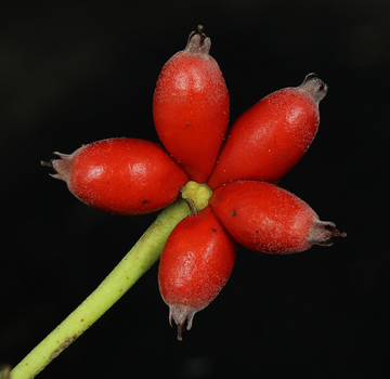 Dogwood fruit