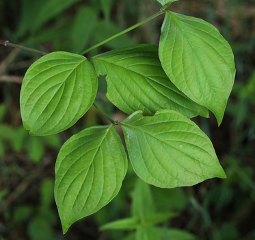 Dogwood leaves