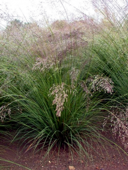 Prairie Dropseed