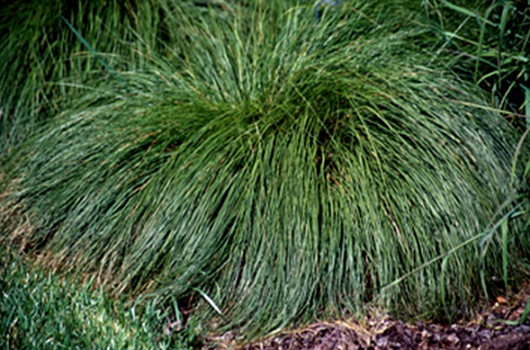 Prairie Dropseed