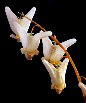 Dutchman's breeches flowers