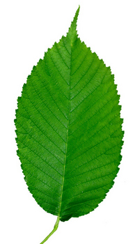 Slippery elm leaf