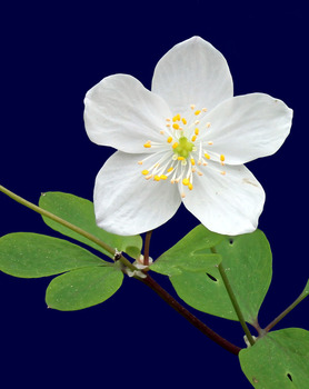 False rue anemone flower - first