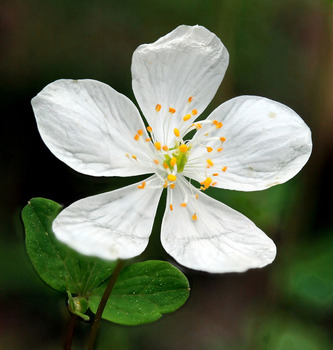 False rue anemone flower - second