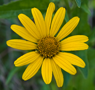 False Sunflower