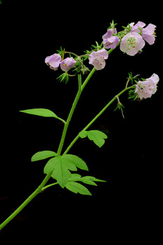 Fernleaf Phacelia plant - fourth