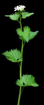 Garlic mustard