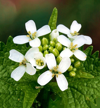 Garlic mustard flowers