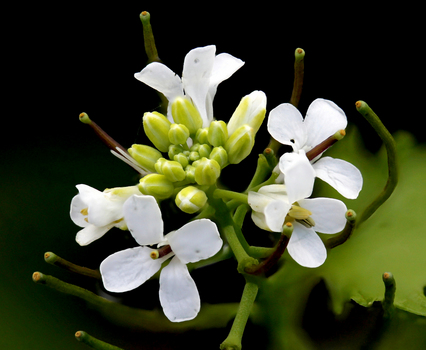 Garlic mustard flowers and fruit