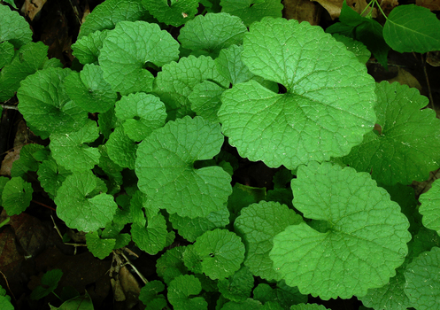 Garlic mustard seedlings