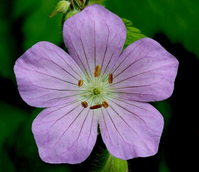 Wild Geranium flower