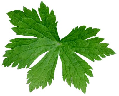 Wild Geranium leaf