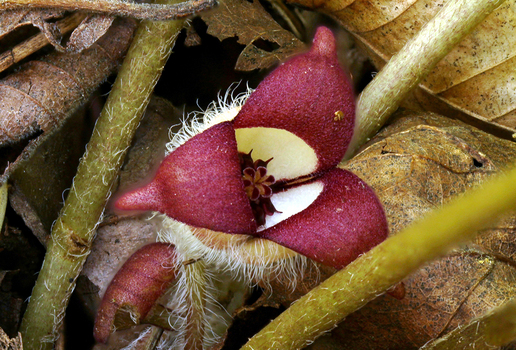 Ginger flower