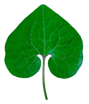 Ginger leaf