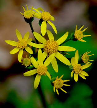 Golden Ragwort