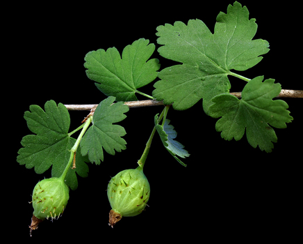 Gooseberry leaves and fruit