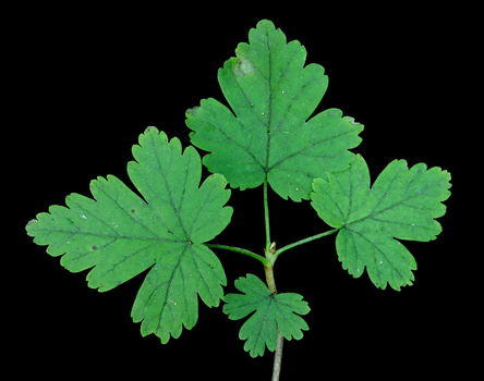 Gooseberry leaves