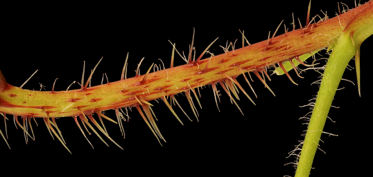 Gooseberry stem with thorns