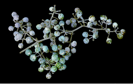 Cluster of wild grape fruits