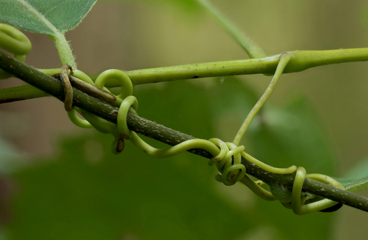 Grape vine tendrils