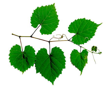 Grape leaves