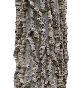 Hackberry bark