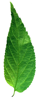 Hackberry leaf