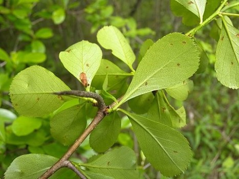 Hawthorn