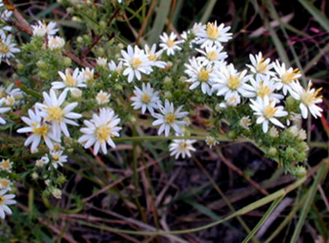 Heath Aster