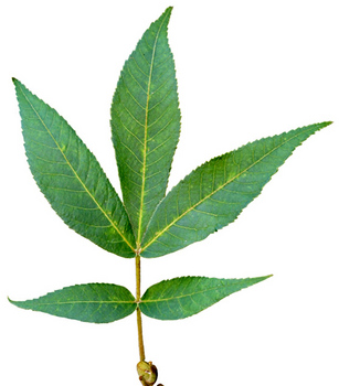 Bitternut hickory leaf