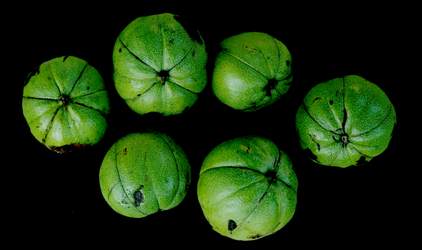 Shagbark hickory nuts