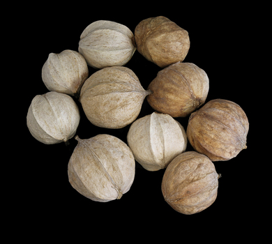 Shagbark hickory nuts