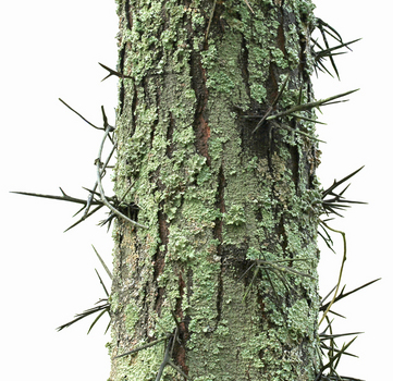 Honey locust bark with thorns