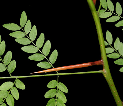 Honey locust thorn