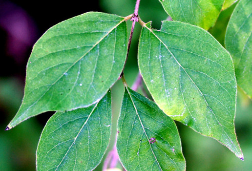 Honeysuckle leaves