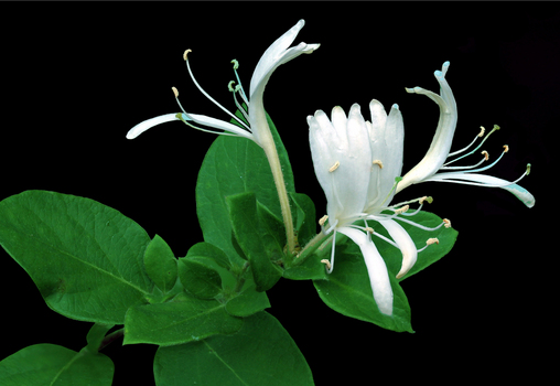 Honeysuckle flowers