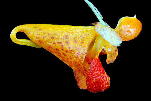 Jewelweed flower