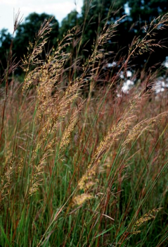 Indian Grass