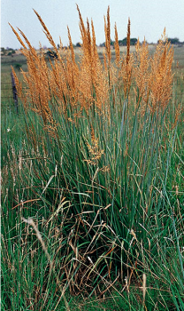 Indian Grass