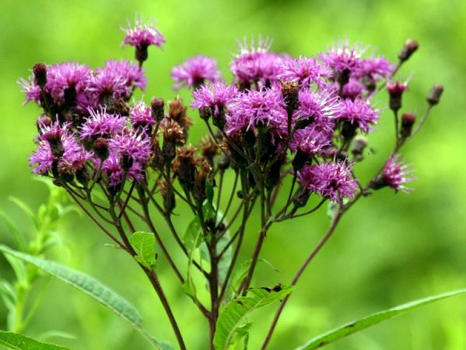 Tall Ironweed