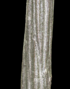 Ironwood bark